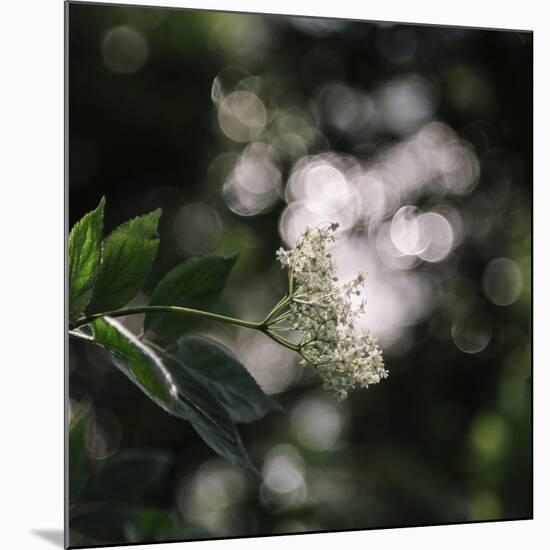 Blossoming elder in the summer sun,-Nadja Jacke-Mounted Photographic Print
