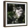 Blossoming elder in the summer sun,-Nadja Jacke-Framed Photographic Print