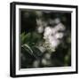 Blossoming elder in the summer sun,-Nadja Jacke-Framed Photographic Print