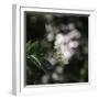 Blossoming elder in the summer sun,-Nadja Jacke-Framed Photographic Print