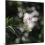 Blossoming elder in the summer sun,-Nadja Jacke-Mounted Photographic Print