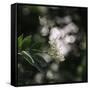 Blossoming elder in the summer sun,-Nadja Jacke-Framed Stretched Canvas