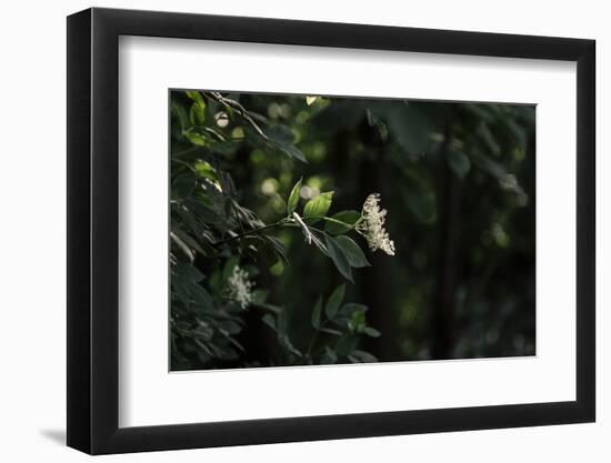 Blossoming elder in the summer sun,-Nadja Jacke-Framed Photographic Print