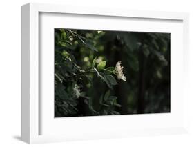 Blossoming elder in the summer sun,-Nadja Jacke-Framed Photographic Print