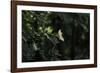 Blossoming elder in the summer sun,-Nadja Jacke-Framed Photographic Print