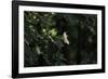 Blossoming elder in the summer sun,-Nadja Jacke-Framed Photographic Print