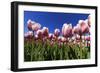 Blossoming Field of Tulips Near Alkmaar, Holland, the Netherlands, North Holland-Ronald Wittek-Framed Photographic Print