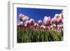 Blossoming Field of Tulips Near Alkmaar, Holland, the Netherlands, North Holland-Ronald Wittek-Framed Photographic Print