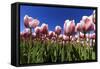 Blossoming Field of Tulips Near Alkmaar, Holland, the Netherlands, North Holland-Ronald Wittek-Framed Stretched Canvas