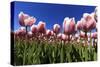 Blossoming Field of Tulips Near Alkmaar, Holland, the Netherlands, North Holland-Ronald Wittek-Stretched Canvas