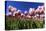 Blossoming Field of Tulips Near Alkmaar, Holland, the Netherlands, North Holland-Ronald Wittek-Stretched Canvas