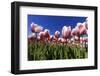 Blossoming Field of Tulips Near Alkmaar, Holland, the Netherlands, North Holland-Ronald Wittek-Framed Photographic Print