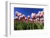 Blossoming Field of Tulips Near Alkmaar, Holland, the Netherlands, North Holland-Ronald Wittek-Framed Photographic Print