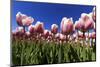 Blossoming Field of Tulips Near Alkmaar, Holland, the Netherlands, North Holland-Ronald Wittek-Mounted Photographic Print