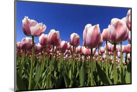 Blossoming Field of Tulips Near Alkmaar, Holland, the Netherlands, North Holland-Ronald Wittek-Mounted Photographic Print