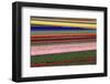 Blossoming Field of Tulips Near Alkmaar, Holland, the Netherlands, North Holland-Ronald Wittek-Framed Photographic Print