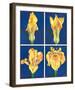 Blossoming Flower IV-Ferrer-Framed Art Print