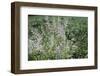 Blossoming grass on the wayside in the summer sun,-Nadja Jacke-Framed Photographic Print