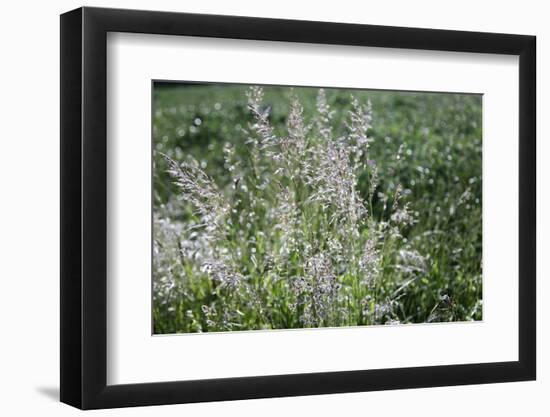 Blossoming grass on the wayside in the summer sun,-Nadja Jacke-Framed Photographic Print