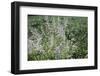 Blossoming grass on the wayside in the summer sun,-Nadja Jacke-Framed Photographic Print