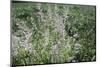 Blossoming grass on the wayside in the summer sun,-Nadja Jacke-Mounted Photographic Print