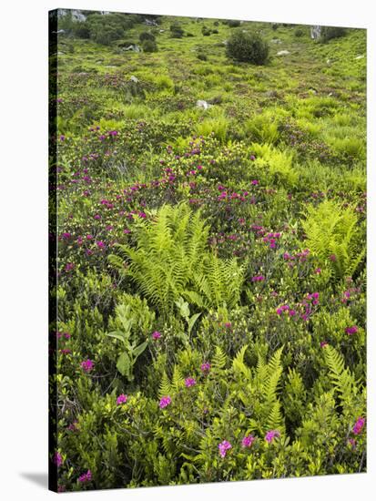 Blossoming Hairy Alpenrose, Niedere Tauern, Schober, Styria, Austria-Rainer Mirau-Stretched Canvas