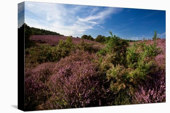 Blossoming Heather-catolla-Stretched Canvas