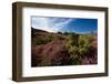 Blossoming Heather-catolla-Framed Photographic Print