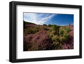 Blossoming Heather-catolla-Framed Photographic Print