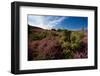 Blossoming Heather-catolla-Framed Photographic Print