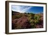 Blossoming Heather-catolla-Framed Photographic Print