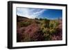 Blossoming Heather-catolla-Framed Photographic Print