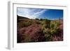 Blossoming Heather-catolla-Framed Photographic Print