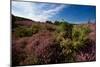 Blossoming Heather-catolla-Mounted Photographic Print