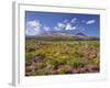 Blossoming Heathers, Mount Ngauruhoe, Tongariro National Park, Manawatu-Manganui, North Island-Rainer Mirau-Framed Photographic Print