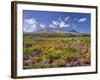 Blossoming Heathers, Mount Ngauruhoe, Tongariro National Park, Manawatu-Manganui, North Island-Rainer Mirau-Framed Photographic Print