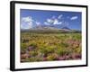 Blossoming Heathers, Mount Ngauruhoe, Tongariro National Park, Manawatu-Manganui, North Island-Rainer Mirau-Framed Photographic Print