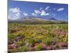 Blossoming Heathers, Mount Ngauruhoe, Tongariro National Park, Manawatu-Manganui, North Island-Rainer Mirau-Mounted Photographic Print