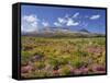 Blossoming Heathers, Mount Ngauruhoe, Tongariro National Park, Manawatu-Manganui, North Island-Rainer Mirau-Framed Stretched Canvas