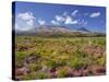 Blossoming Heathers, Mount Ngauruhoe, Tongariro National Park, Manawatu-Manganui, North Island-Rainer Mirau-Stretched Canvas