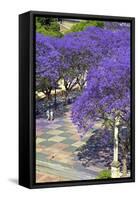 Blossoming Jacaranda Trees-Neil Farrin-Framed Stretched Canvas