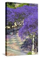 Blossoming Jacaranda Trees-Neil Farrin-Stretched Canvas