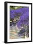 Blossoming Jacaranda Trees-Neil Farrin-Framed Premium Photographic Print