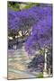 Blossoming Jacaranda Trees-Neil Farrin-Mounted Premium Photographic Print