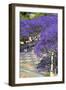 Blossoming Jacaranda Trees-Neil Farrin-Framed Photographic Print