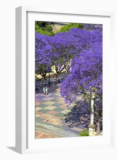 Blossoming Jacaranda Trees-Neil Farrin-Framed Photographic Print