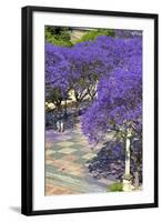 Blossoming Jacaranda Trees-Neil Farrin-Framed Photographic Print