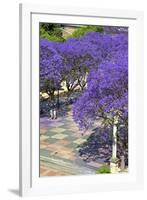 Blossoming Jacaranda Trees-Neil Farrin-Framed Photographic Print