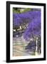 Blossoming Jacaranda Trees-Neil Farrin-Framed Photographic Print