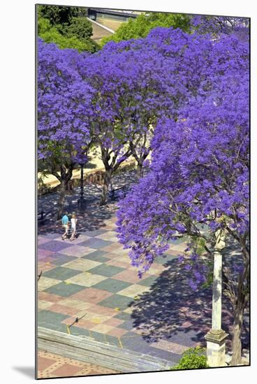 Blossoming Jacaranda Trees-Neil Farrin-Mounted Photographic Print